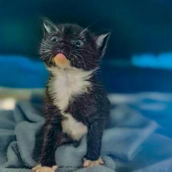 Texas -  Domestic Short Hair Cat for Adoption in Chapel Hill, North Carolina - Texas | PetCurious