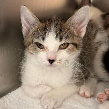 Molly -  Domestic Short Hair Cat for Adoption in Council Bluffs, Iowa - Molly | PetCurious