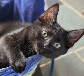 Rescue Domestic Short Hair Cats for Adoption in Elk Grove Village, Illinois - Chickee | PetCurious