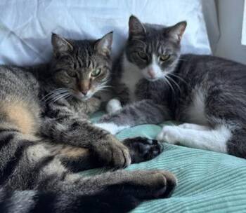 NOVA -  Domestic Short Hair Cat for Adoption in Woodland, California - NOVA | PetCurious