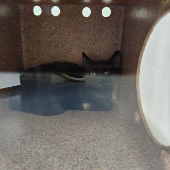 Aayla -  Domestic Short Hair Cat for Adoption in Greensboro, North Carolina - Aayla | PetCurious