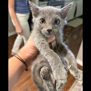 Rosie -  Domestic Short Hair Cat for Adoption in Midland, Texas - Rosie | PetCurious
