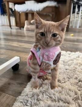 Remy 14885BZ -  Domestic Short Hair Cat for Adoption in St. Peters, Missouri - Remy 14885BZ | PetCurious