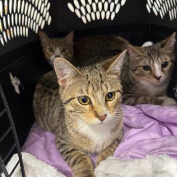 Domestic Short Hair Cats Available for Adoption in Matteson, Illinois - Shadrach | PetCurious