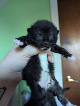 Ron -  Domestic Short Hair Cat for Adoption in Cloquet, Minnesota - Ron | PetCurious