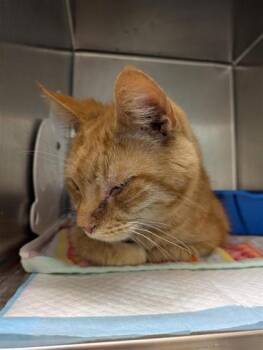 Hotimin -  Domestic Short Hair Cat for Adoption in Montreal, Quebec - Hotimin | PetCurious