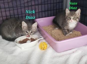 Nate Diaz White paws -  Domestic Short Hair Cat for Adoption in Diamond Springs, California - Nate Diaz White Paws | PetCurious