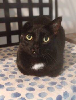 The  Situation -  American Shorthair Cat for Adoption in Austin, Texas - The  Situation | PetCurious