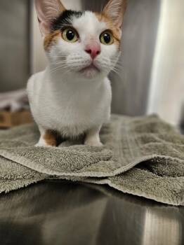 Rescue Domestic Short Hair Cats for Adoption in Batavia, Ohio - Chardonnay | PetCurious