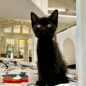 Qurra -  Domestic Short Hair Cat for Adoption in Los Angeles, California - Qurra | PetCurious