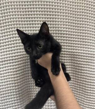 Auggie -  Domestic Short Hair Cat for Adoption in Honolulu, Hawaii - Auggie | PetCurious