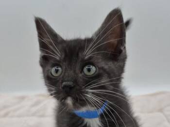 Seashell -  Domestic Short Hair Cat for Adoption in Portland, Oregon - Seashell | PetCurious