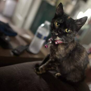 Rescue Domestic Short Hair Cats for Adoption in Clayton, California - Agatha | PetCurious