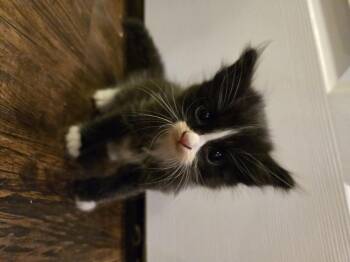 Pong -  Domestic Short Hair Cat for Adoption in Fruit Heights, Utah - Pong | PetCurious