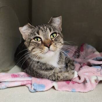 Rescue Domestic Short Hair Cats for Adoption in Monroe, Michigan - Whitney | PetCurious