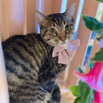 Andromeda Constellation -  Tabby and Domestic Short Hair Cat for Adoption in Friendswood, Texas - Andromeda Constellation | PetCurious