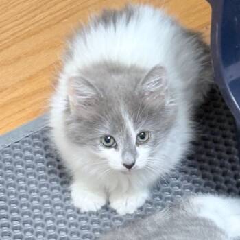 Fluff -  Domestic Medium Hair and Ragdoll Cat Available for Adoption in UNIVERSITY PA, Maryland - Fluff | PetCurious