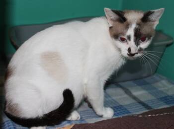 Rescue Siamese Cats for Adoption in Huron, South Dakota - LuLu | PetCurious