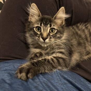 Franco -  Domestic Long Hair Cat for Adoption in Kenosha, Wisconsin - Franco | PetCurious