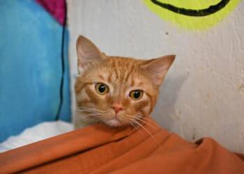 Pumpkin -  Domestic Short Hair Cat for Adoption in Saint James City, Florida - Pumpkin | PetCurious