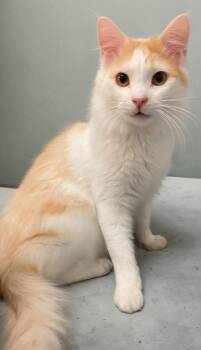 Pikachu -  Turkish Angora Cat for Adoption in Snow Hill, Maryland - Pikachu | PetCurious