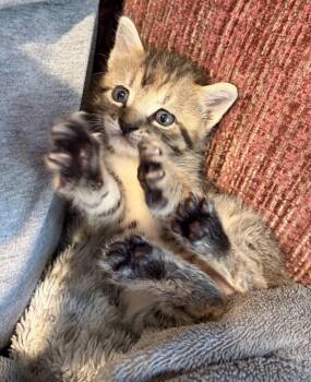 Clover -  Domestic Short Hair Cat for Adoption in Tracy, California - Clover | PetCurious