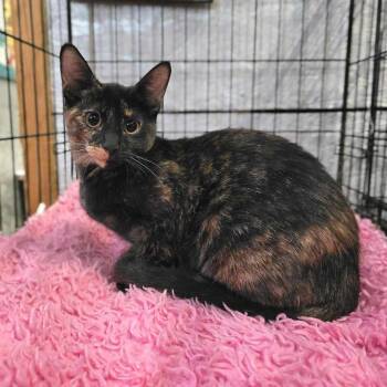 Rescue Domestic Short Hair Cats for Adoption in Lubbock, Texas - Lily | PetCurious