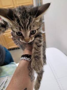 Chai -  Domestic Short Hair Cat for Adoption in Sacramento, California - Chai | PetCurious