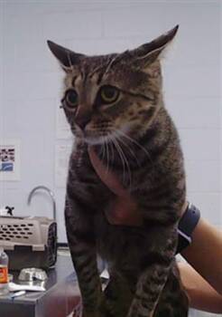 A1270474 -  Domestic Medium Hair Cat for Adoption in Charlotte, North Carolina - A1270474 | PetCurious