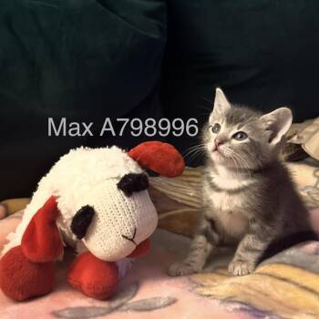 Domestic Short Hair Cats Available for Adoption in San Antonio, Texas - MAX | PetCurious
