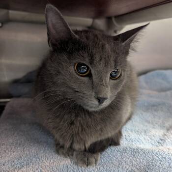 Heloise -  Domestic Short Hair Cat for Adoption in Springfield, Illinois - Heloise | PetCurious
