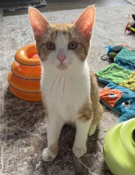 Domestic Short Hair Cats Available for Adoption - RIO | PetCurious