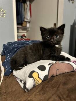DARROW -  Domestic Short Hair Cat for Adoption in Camarillo, California - DARROW | PetCurious