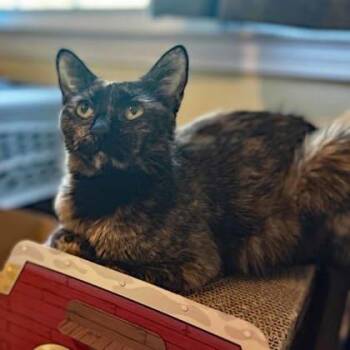 Dragon -  Domestic Short Hair Cat for Adoption in Atlanta, Georgia - Dragon | PetCurious