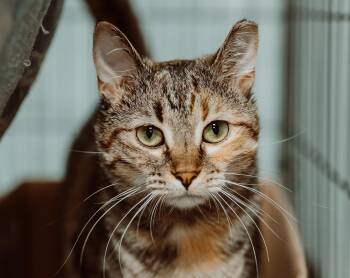 Rescue Domestic Short Hair Cats for Adoption in Le Mars, Iowa - June | PetCurious