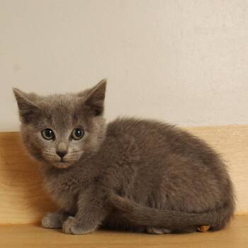 Purrlock Holmes C71535 -  Domestic Short Hair Cat for Adoption in Minnetonka, Minnesota - Purrlock Holmes C71535 | PetCurious