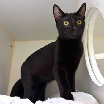 Boo -  Domestic Short Hair Cat for Adoption in Woodinville, Washington - Boo | PetCurious