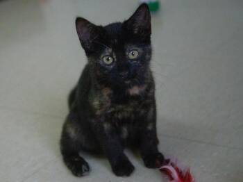 Rescue Domestic Short Hair Cats for Adoption in Red Wing, Minnesota - Theodora | PetCurious