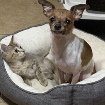 Eve -  Domestic Short Hair Cat for Adoption in Tampa, Florida - Eve | PetCurious