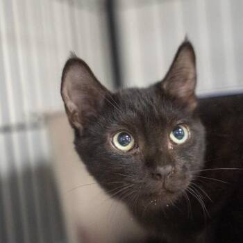 Zev -  Domestic Short Hair Cat for Adoption in Pawling, New York - Zev | PetCurious