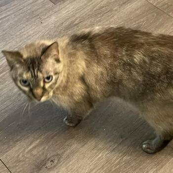 Siamese Cats Available for Adoption - Rowena | PetCurious