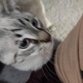 Domestic Short Hair Cats Available for Adoption - Yeti | PetCurious