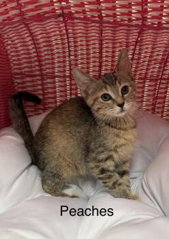 Peaches -  Domestic Short Hair Cat for Adoption in South Elgin, Illinois - Peaches | PetCurious