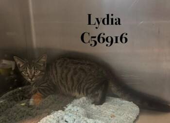 Lydia -  Domestic Short Hair Cat for Adoption in Clarksville, Tennessee - Lydia | PetCurious