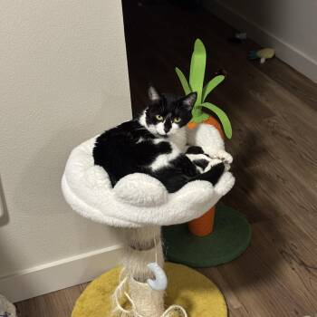 Domestic Short Hair Cats Available for Adoption in Portland, Oregon - Sunflower Bonded To Bubba | PetCurious