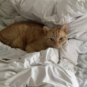 Simba -  Tabby Cat for Adoption in Medford, Massachusetts - Simba | PetCurious