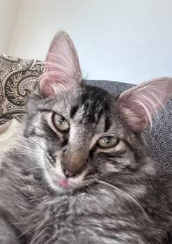 Domestic Medium Hair Cats Available for Adoption in Fort Collins, Colorado - Mila | PetCurious