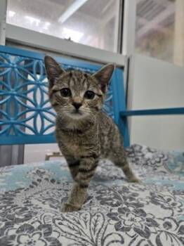 Quita -  Domestic Short Hair Cat for Adoption in Savannah, Georgia - Quita | PetCurious