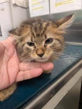 Dahlia -  Domestic Long Hair Cat for Adoption in Mobile, Alabama - Dahlia | PetCurious