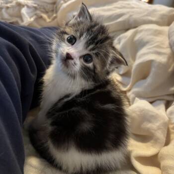 American Shorthair Cats Available for Adoption in Beaverton, Oregon - Marble | PetCurious